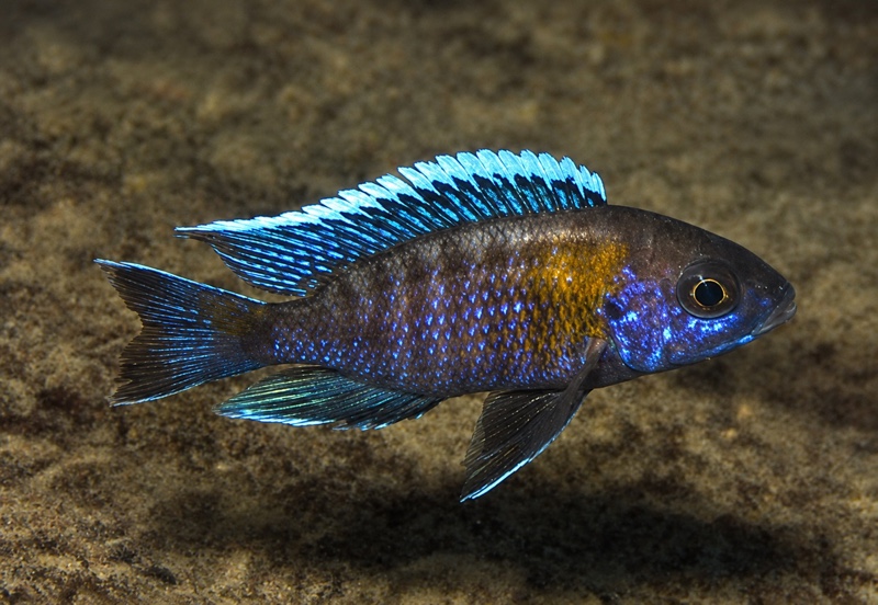 Aulonocara jacobfreibergi 'Masimbwe Island'